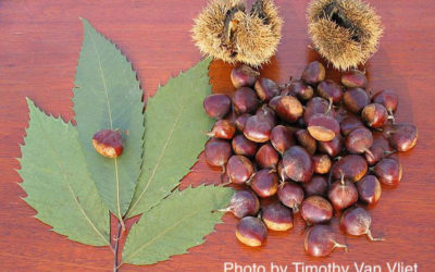 The Return of the American Chestnut